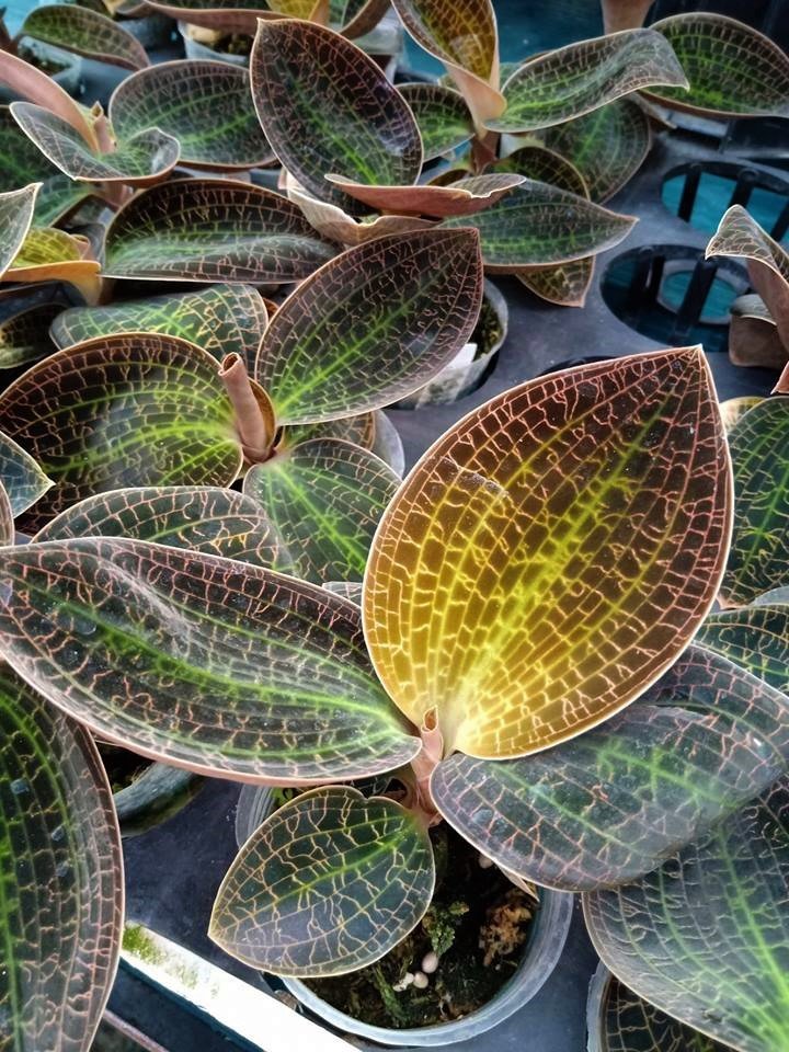 Marble-leafed Jewel Orchid
