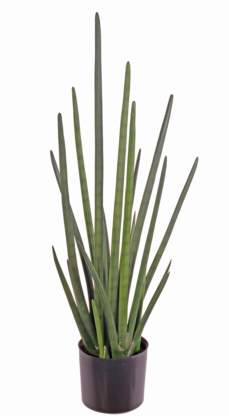 African spear sansevieria