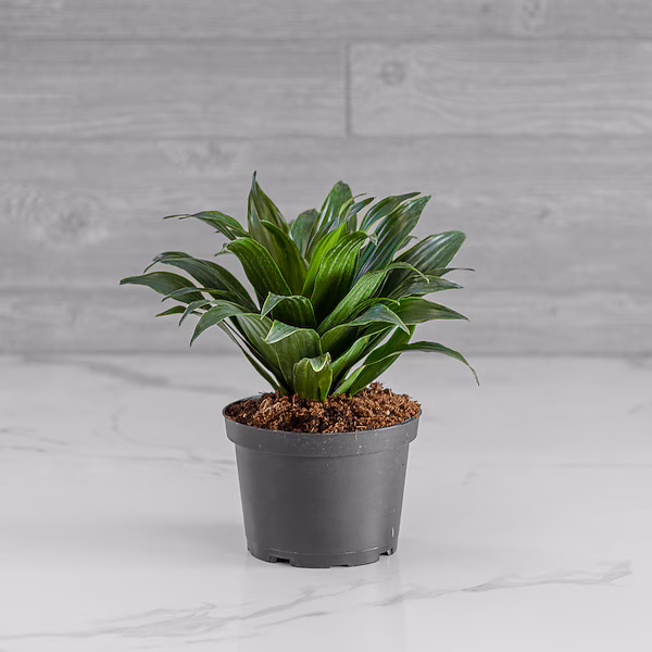 Dracaena Compacta