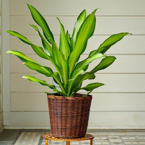 Corn Plant