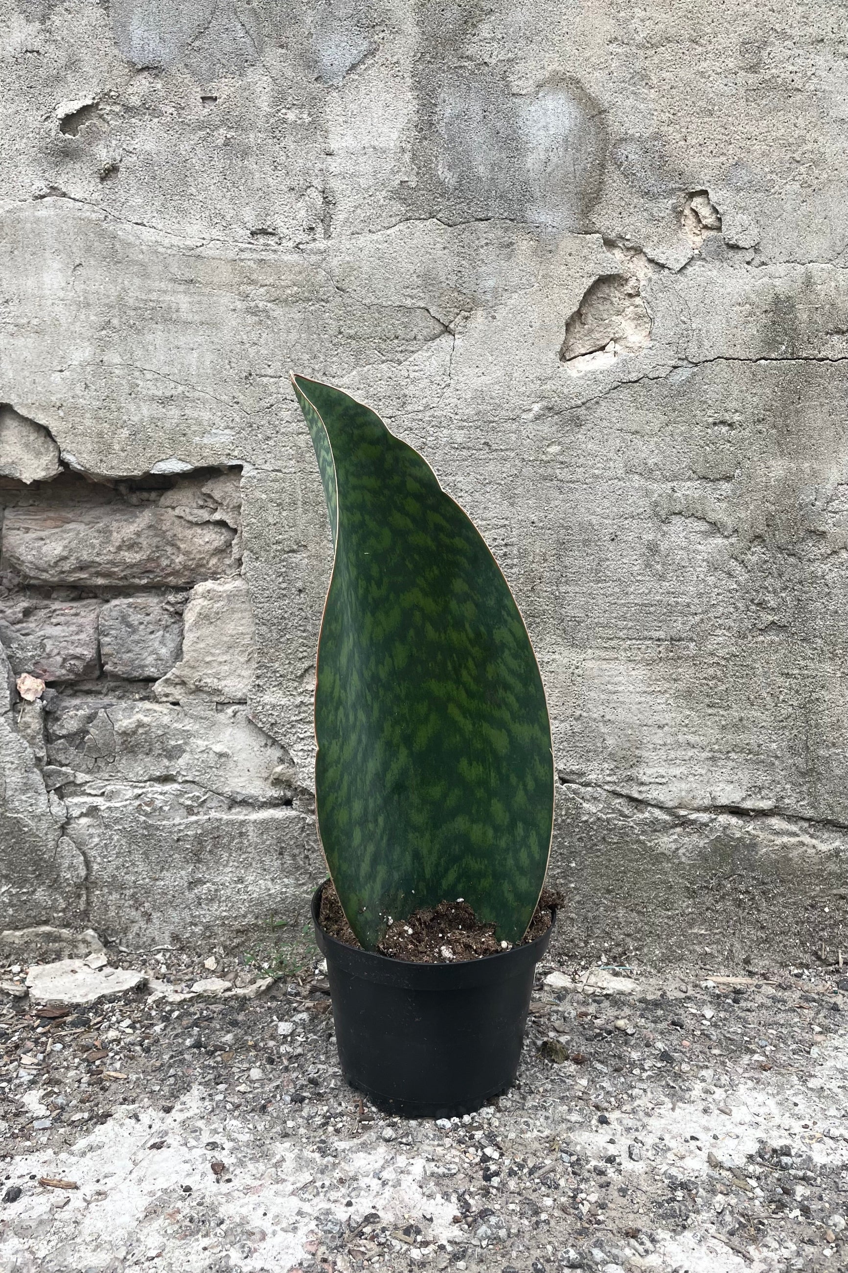 Whale Fin Snake Plant