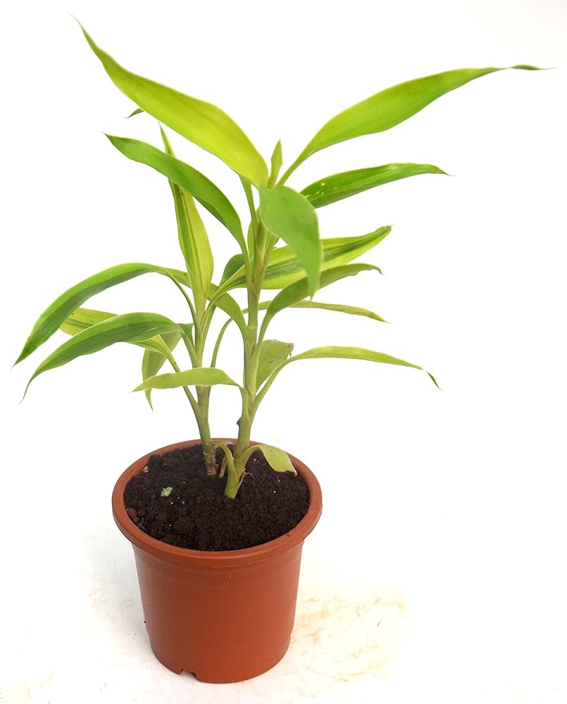 Lucky Bamboo