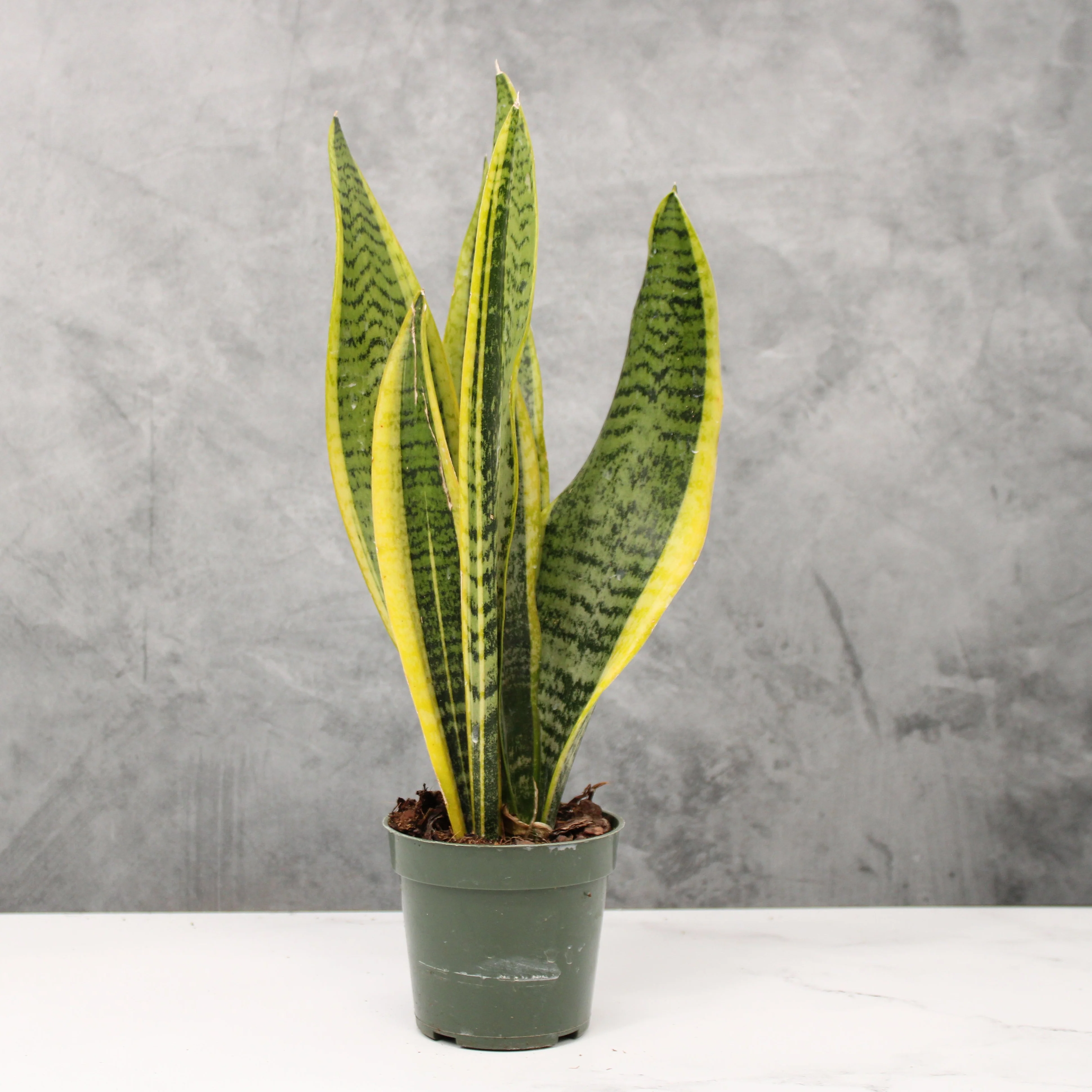 Moonshine Snake Plant