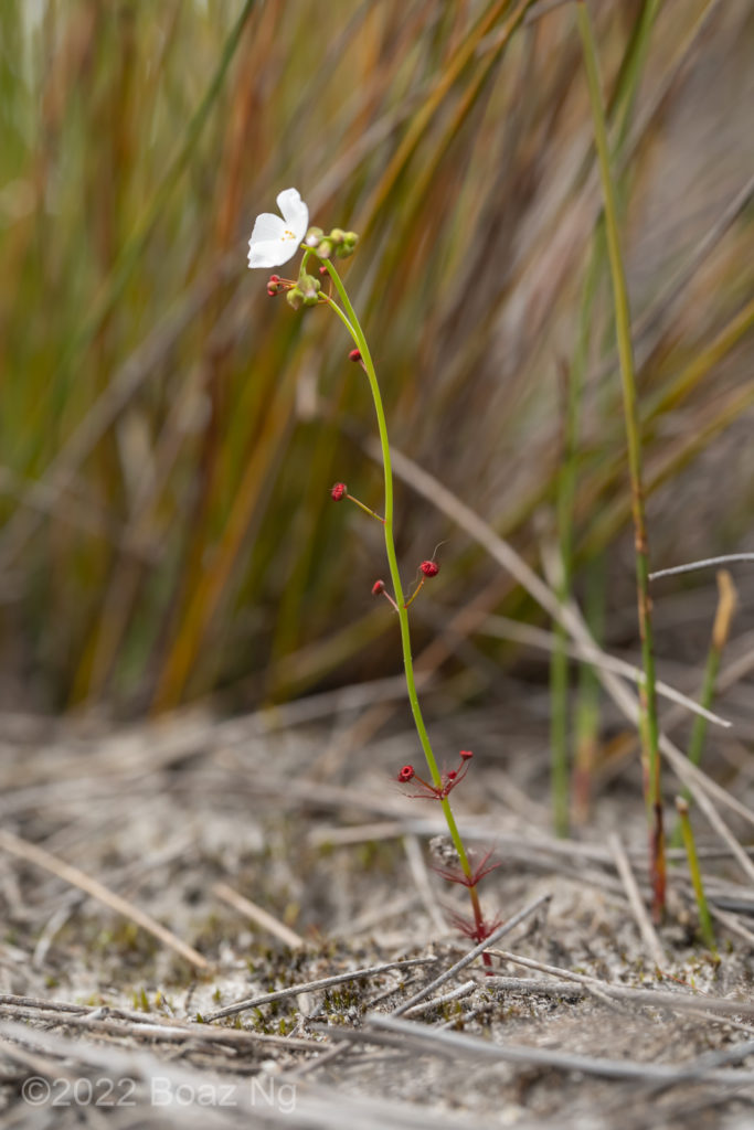 Sundew