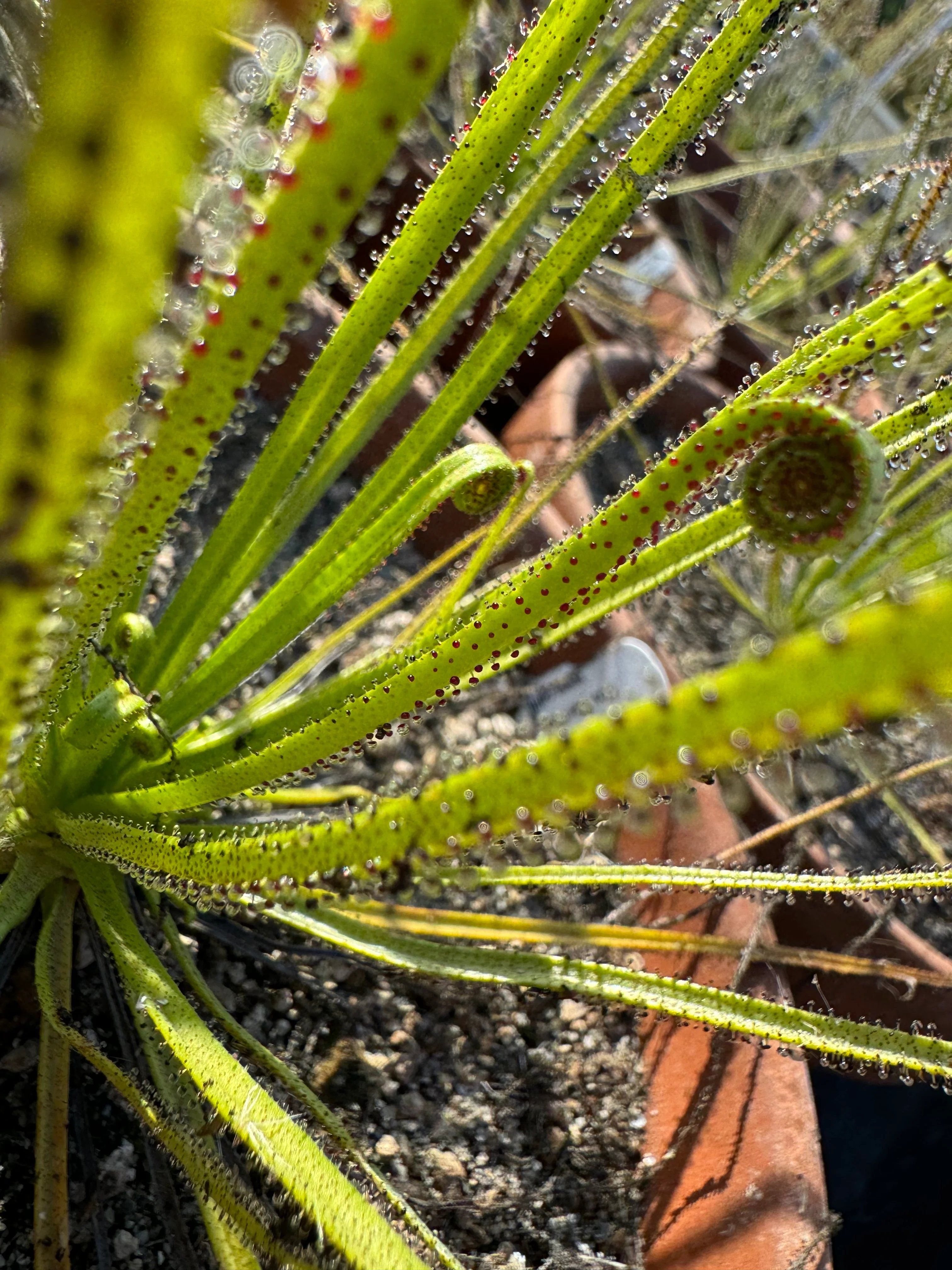Portuguese Sundew