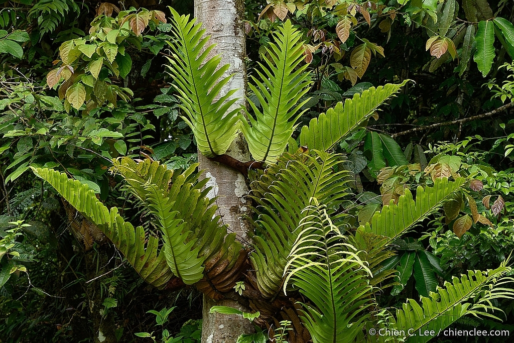 Brooks' Aglaomorpha