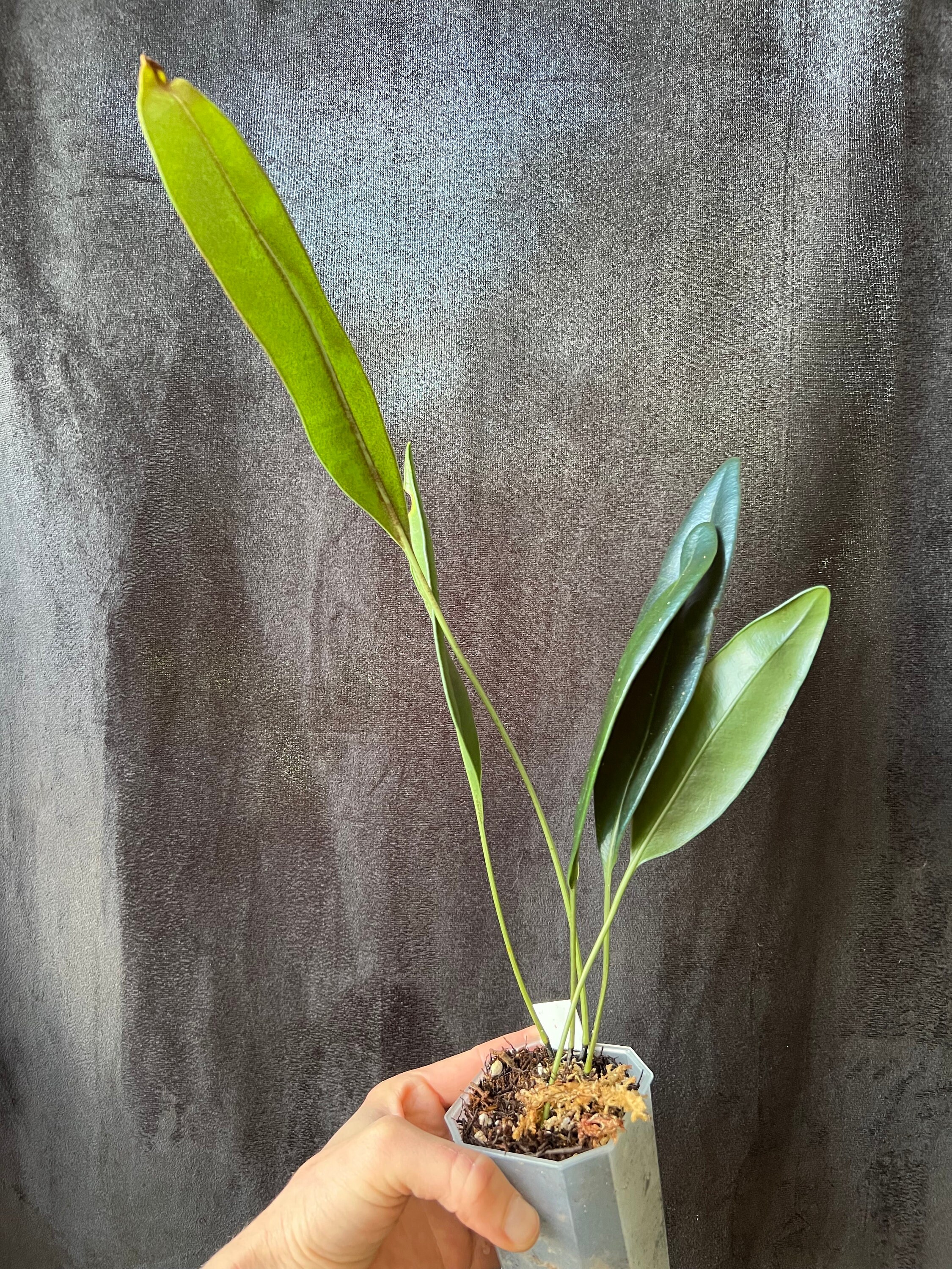 Metallic Tongue Fern