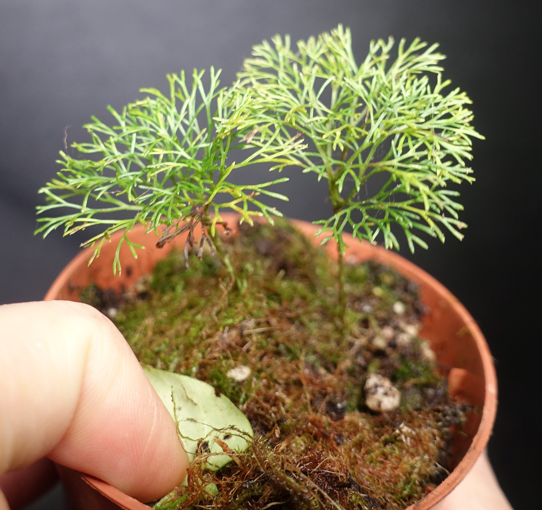 Peltatum Fern