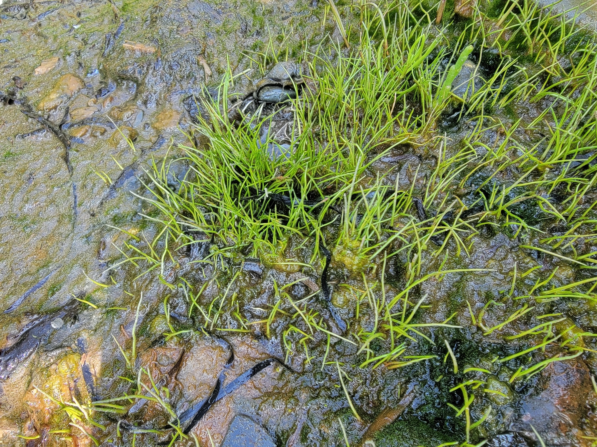 Dwarf Hairgrass