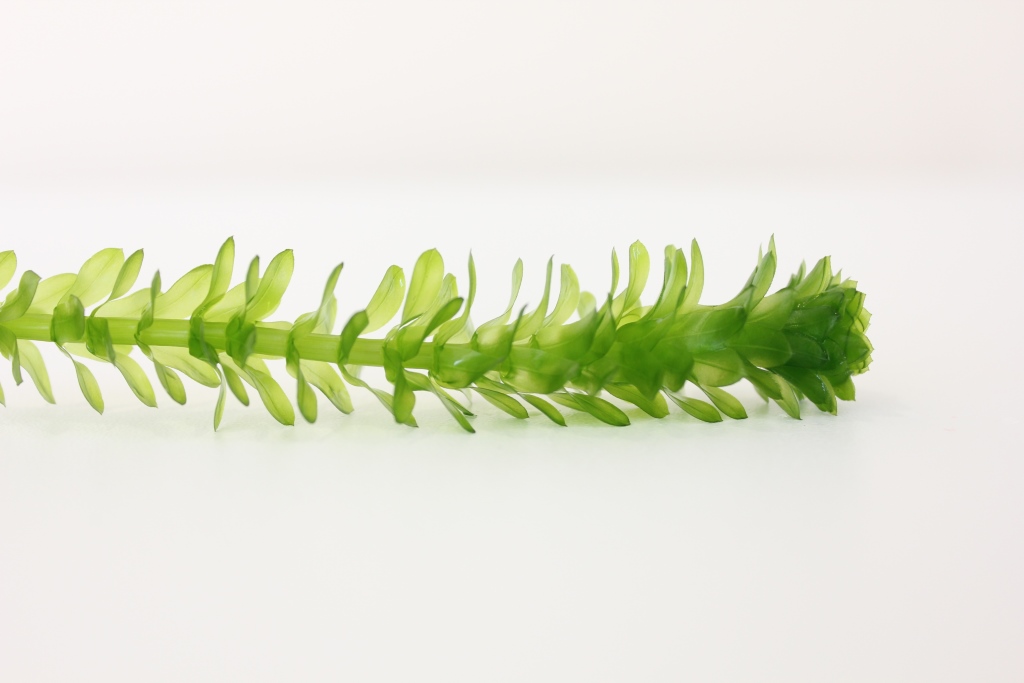 Brazilian Waterweed
