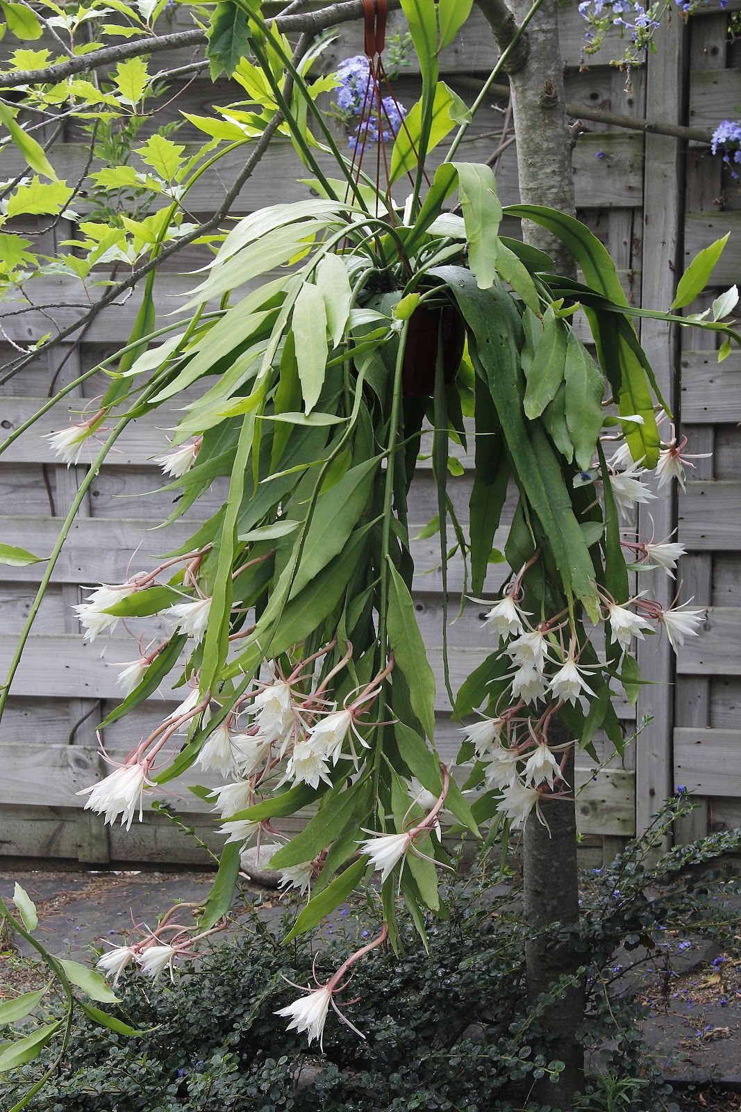 Dwarf Orchid Cactus