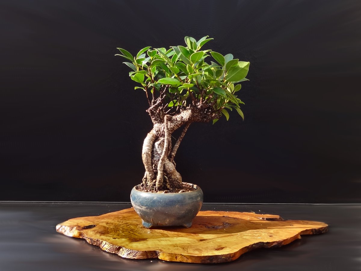 Chinese Banyan