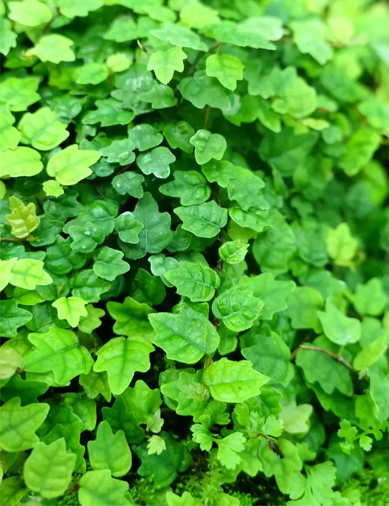 Oak Leaf Creeping Fig