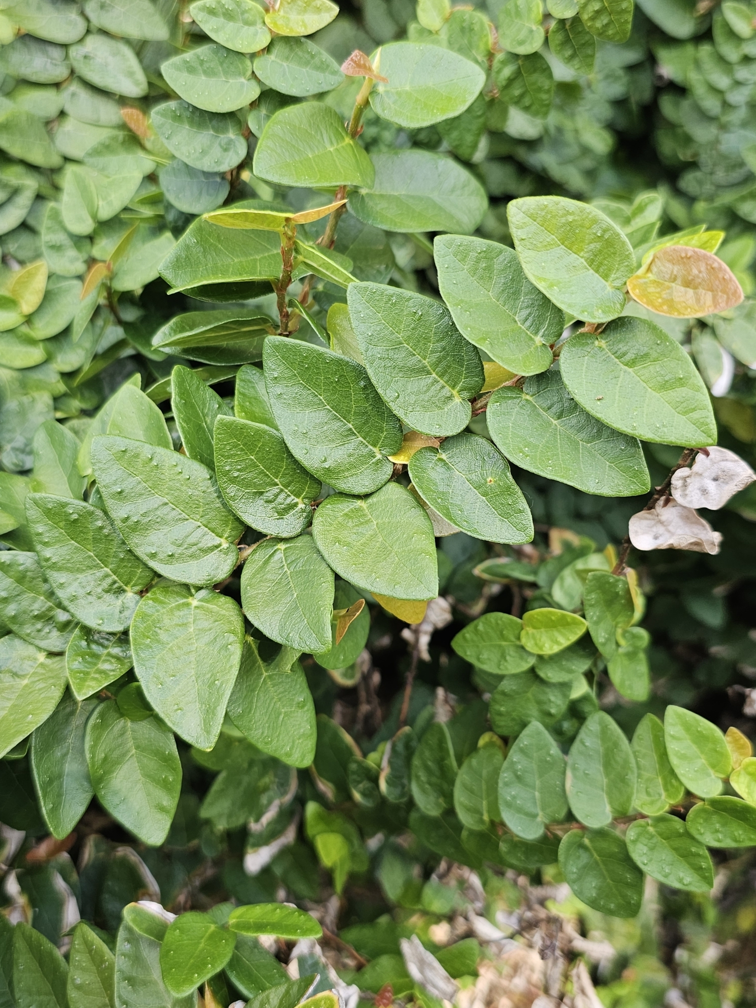 Creeping Fig
