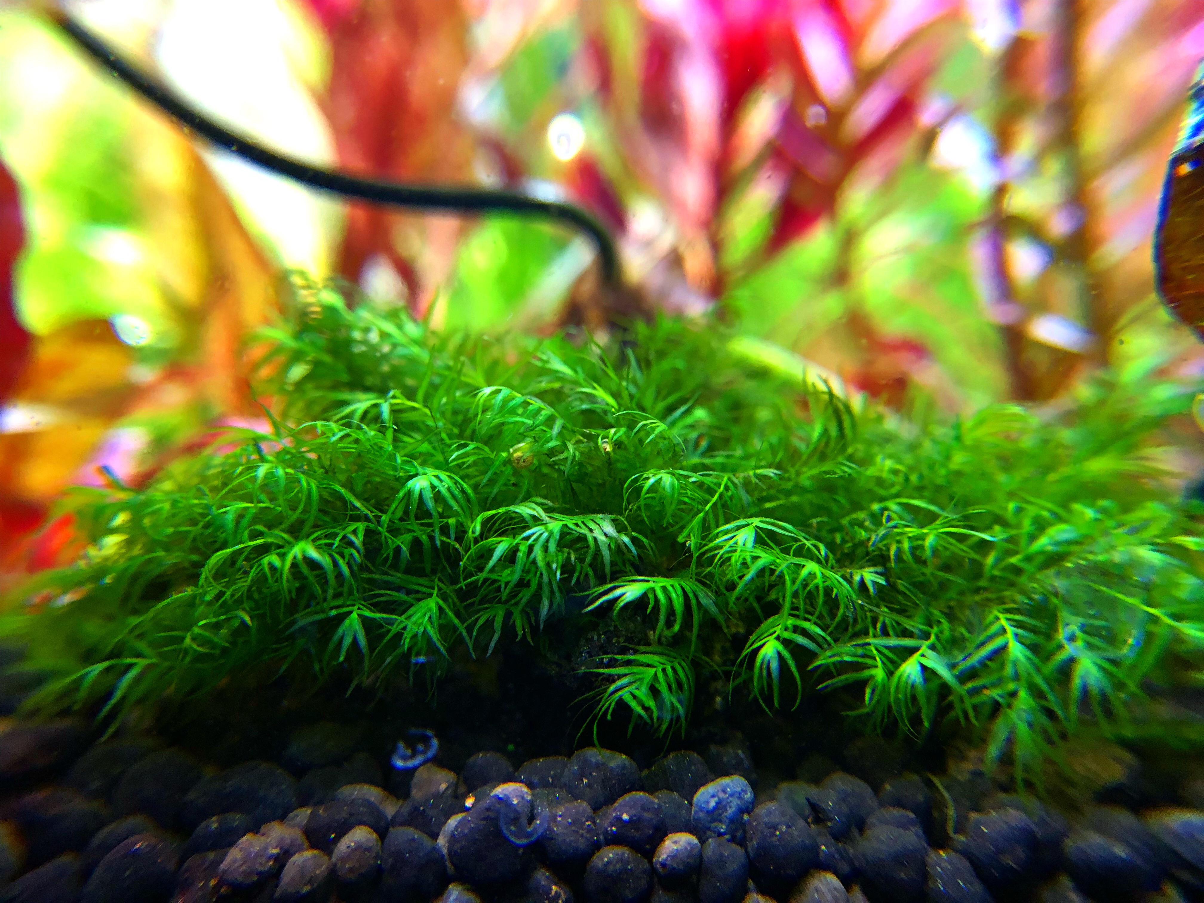 Phoenix Moss