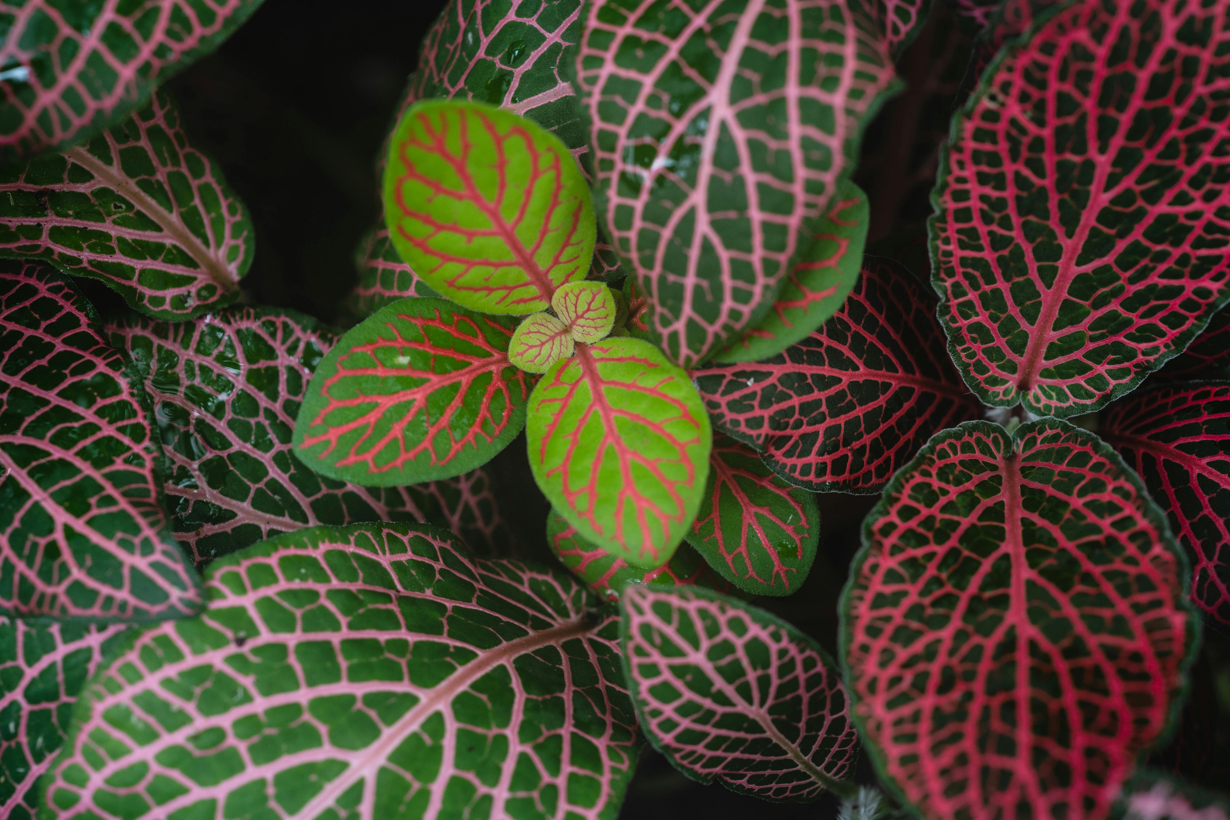 Nerve Plant