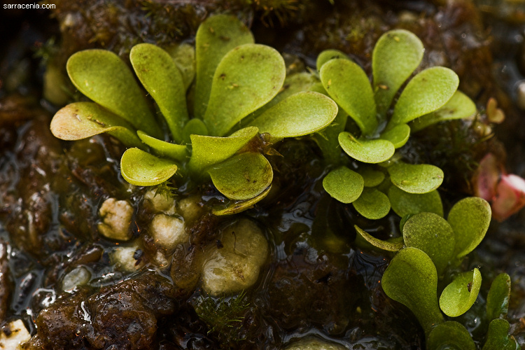 Genlisea violacea