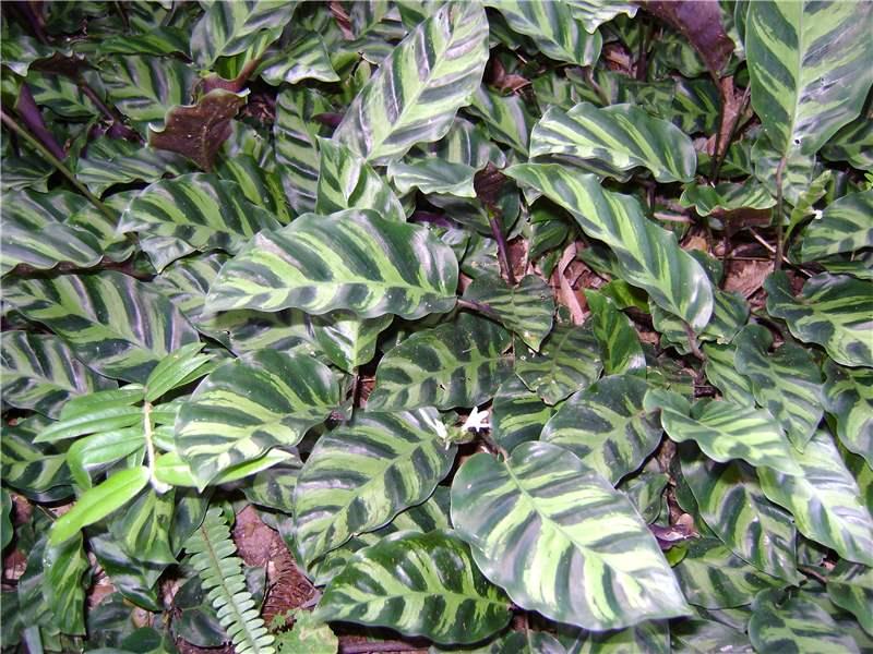 White Fusion Calathea