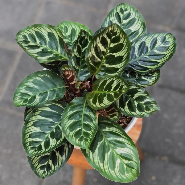 Peacock Plant