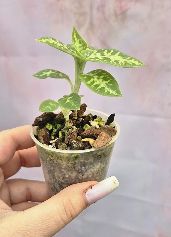 Goodyera daibuzanensis