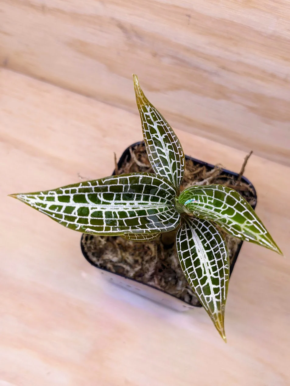 Hairy Jewel Orchid