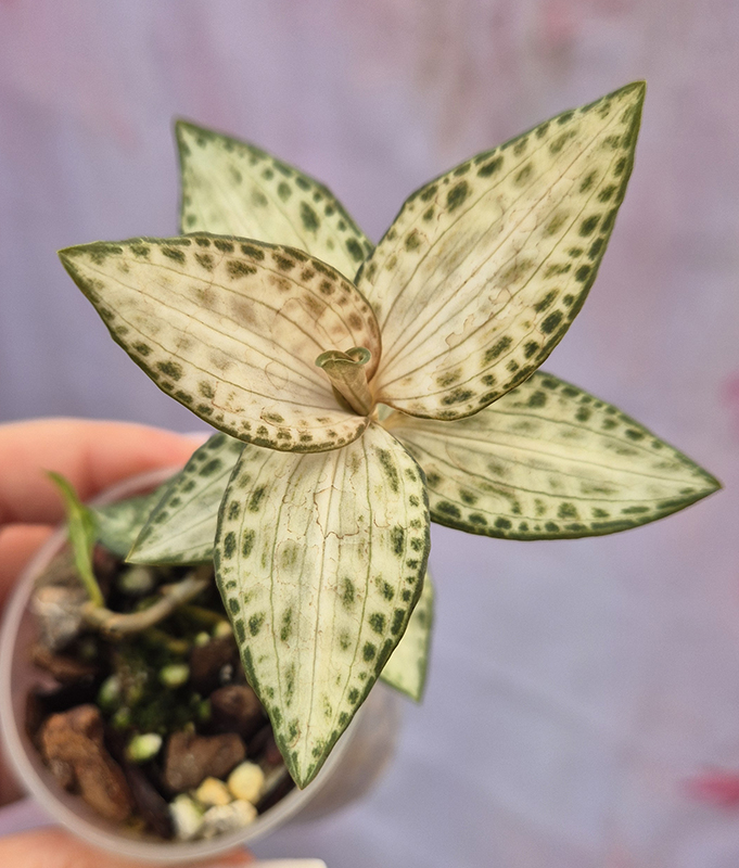 Rattlesnake Plantain