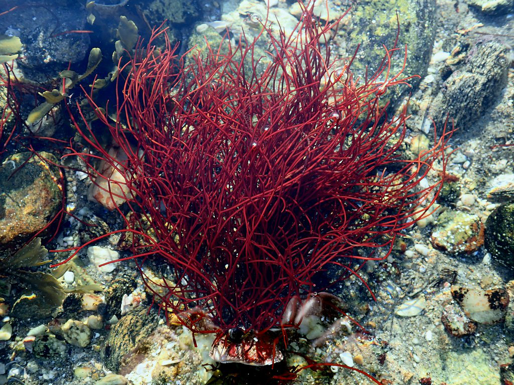 Gracilaria