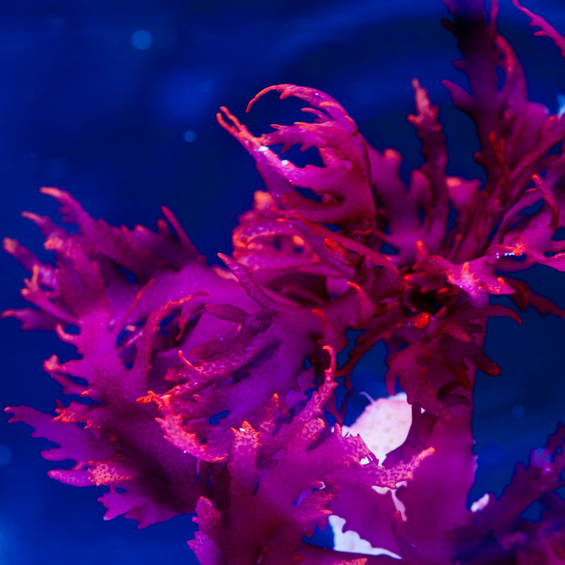Dragon's Tongue Algae