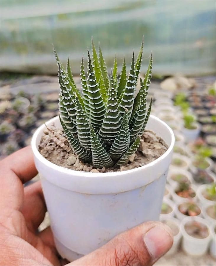 Zebra Plant
