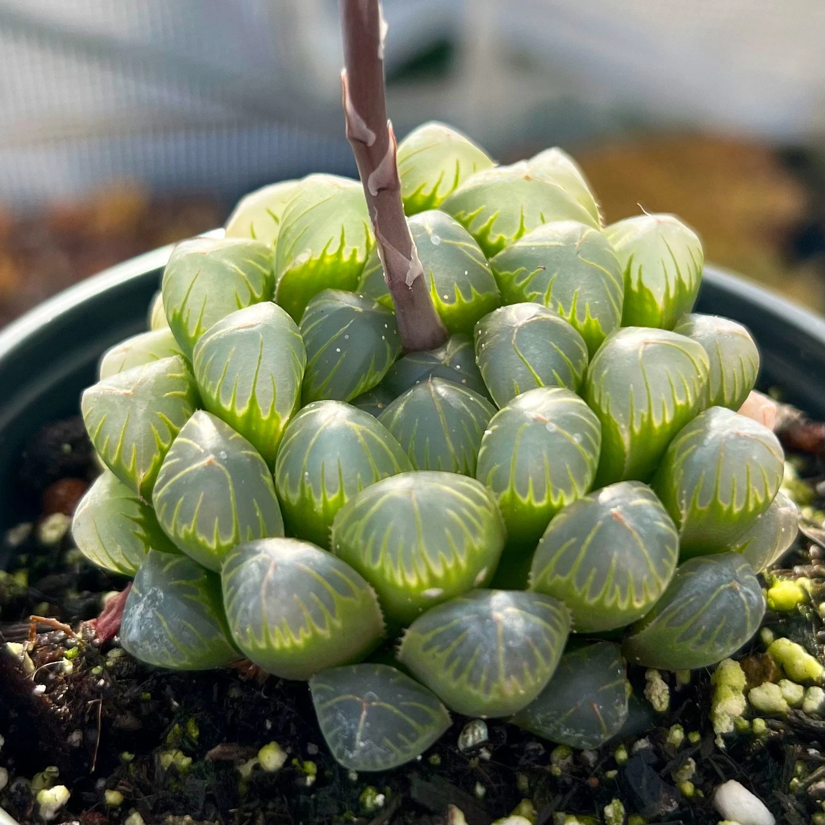 Window Haworthia