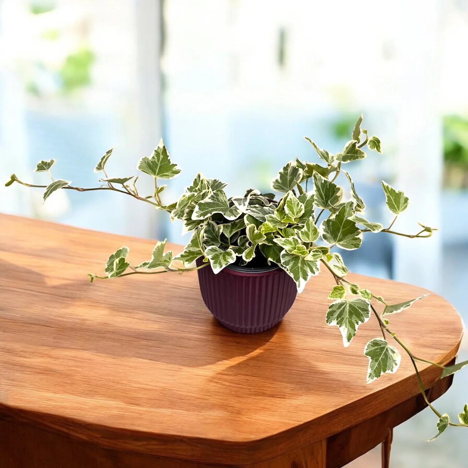White Wonder Ivy