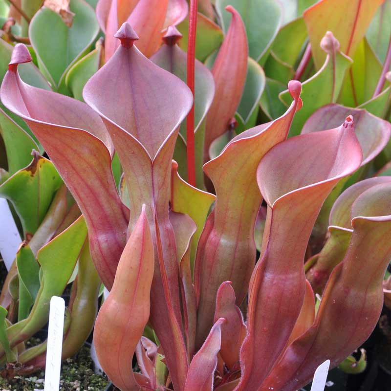 Sun Pitcher Plant