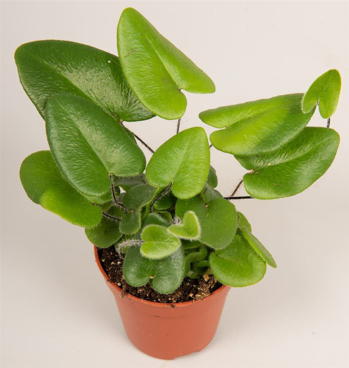 Digit Fern