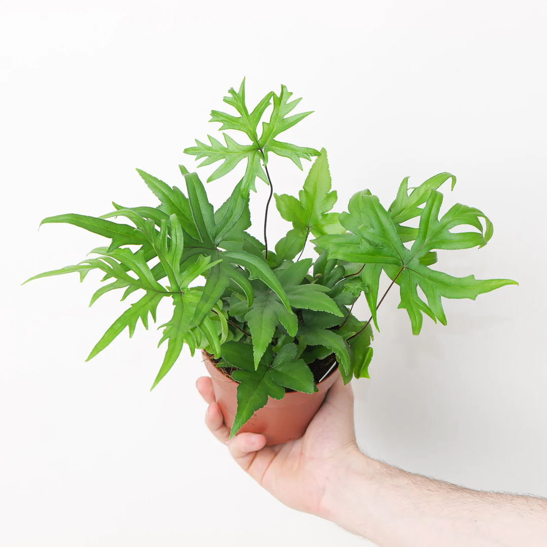 Digit Fern