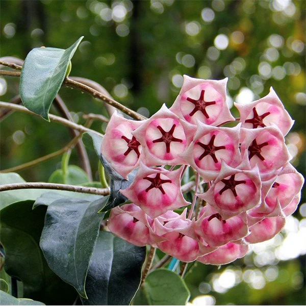 Hoya archboldiana