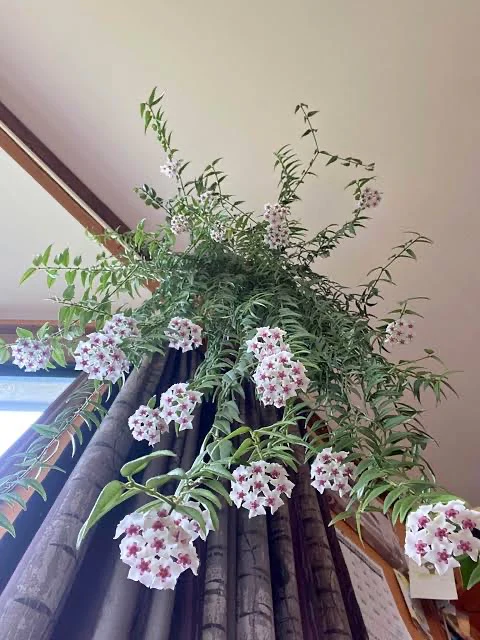 Miniature Wax Plant