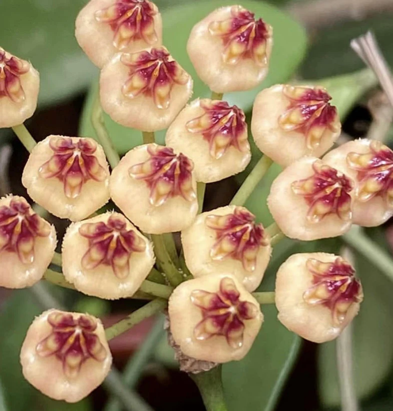 Hoya brevialata