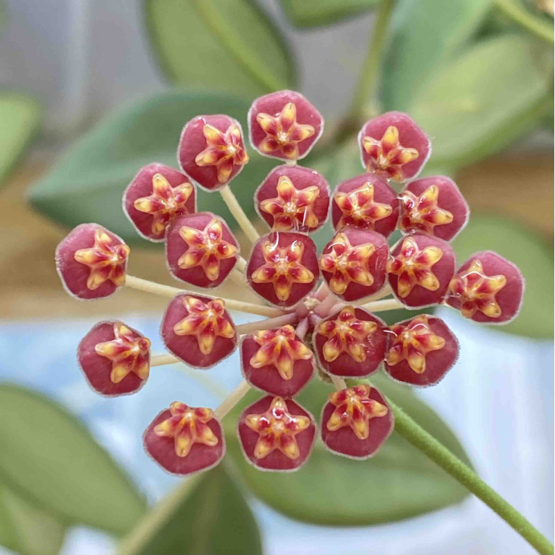 Hoya burtoniae