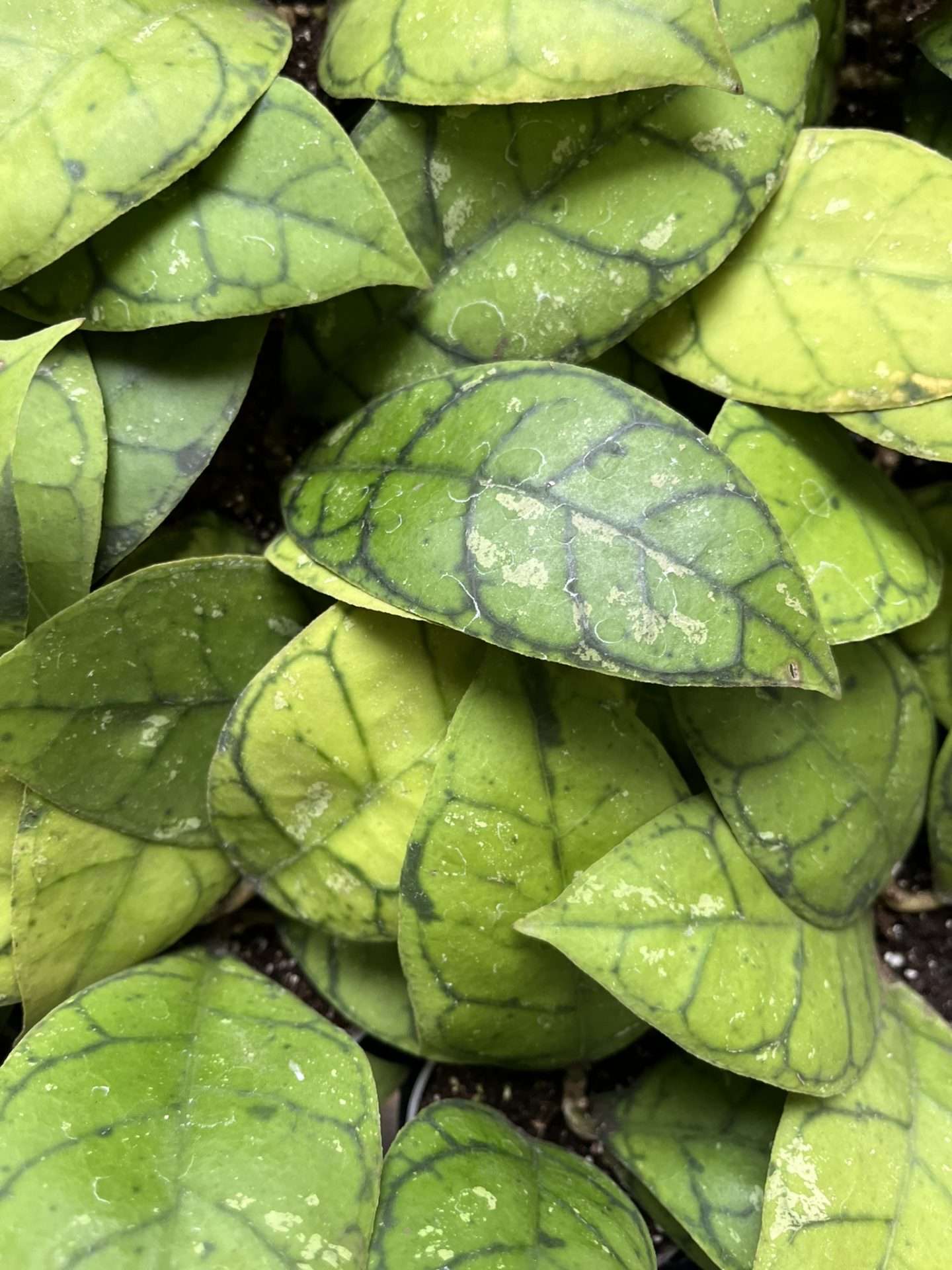 Hoya callistophylla