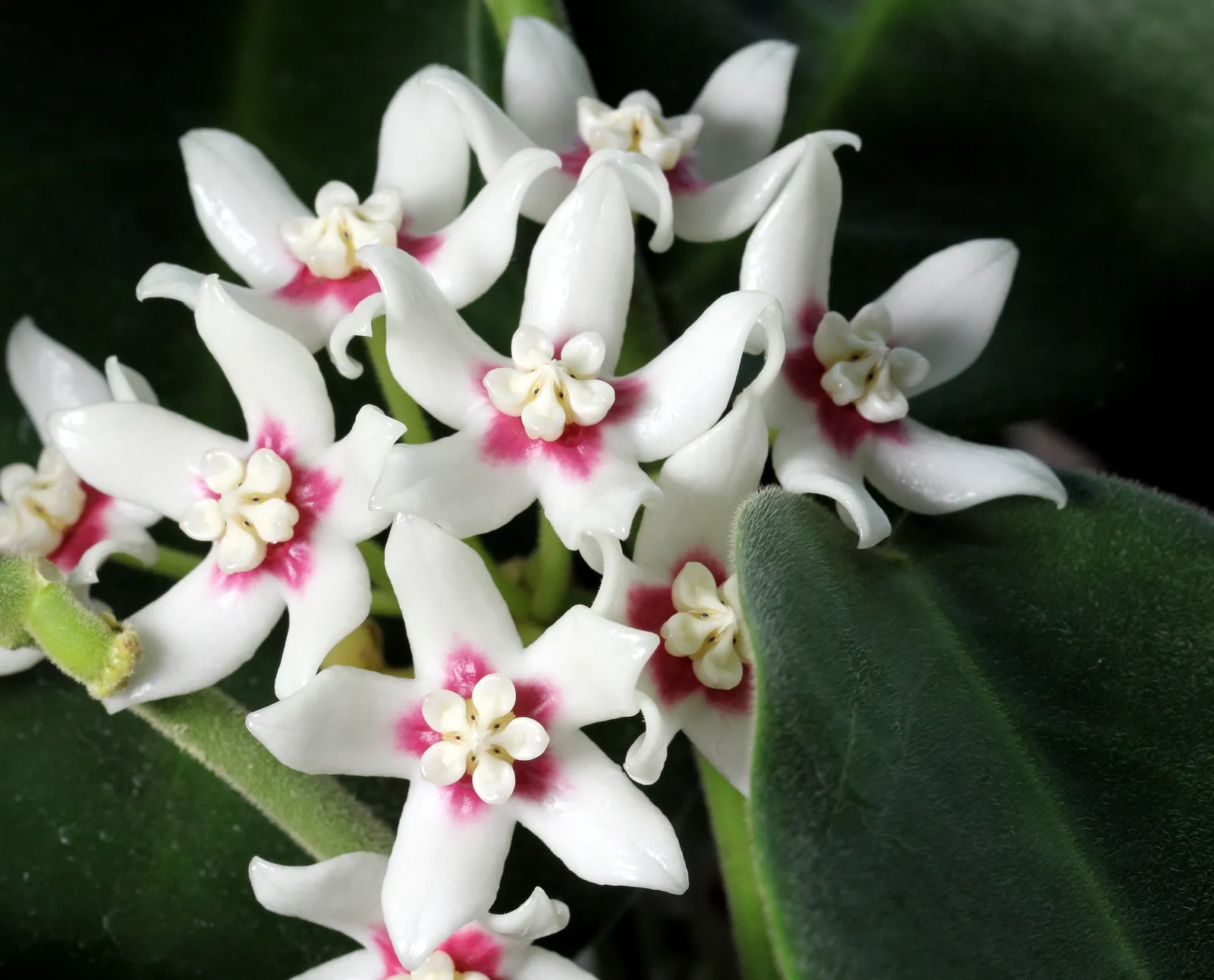 Hoya calycina