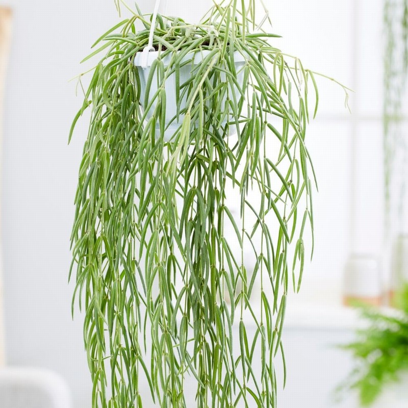 Hoya linearis