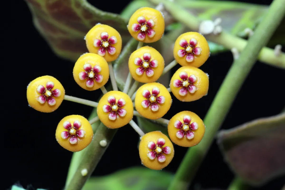 Kipandi Hoya
