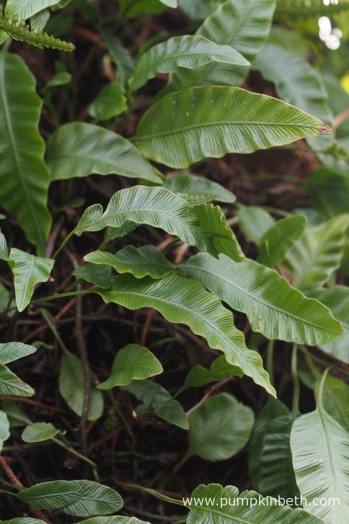Humata heterophylla