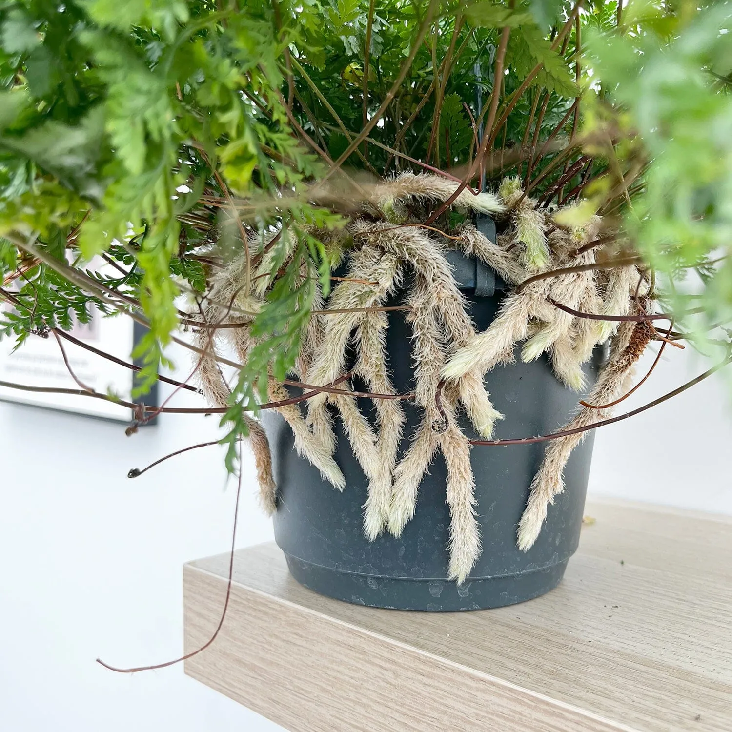 White Rabbit's Foot Fern