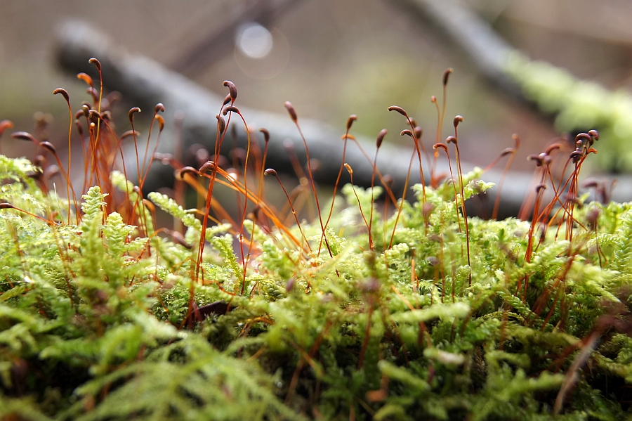 Sheet Moss