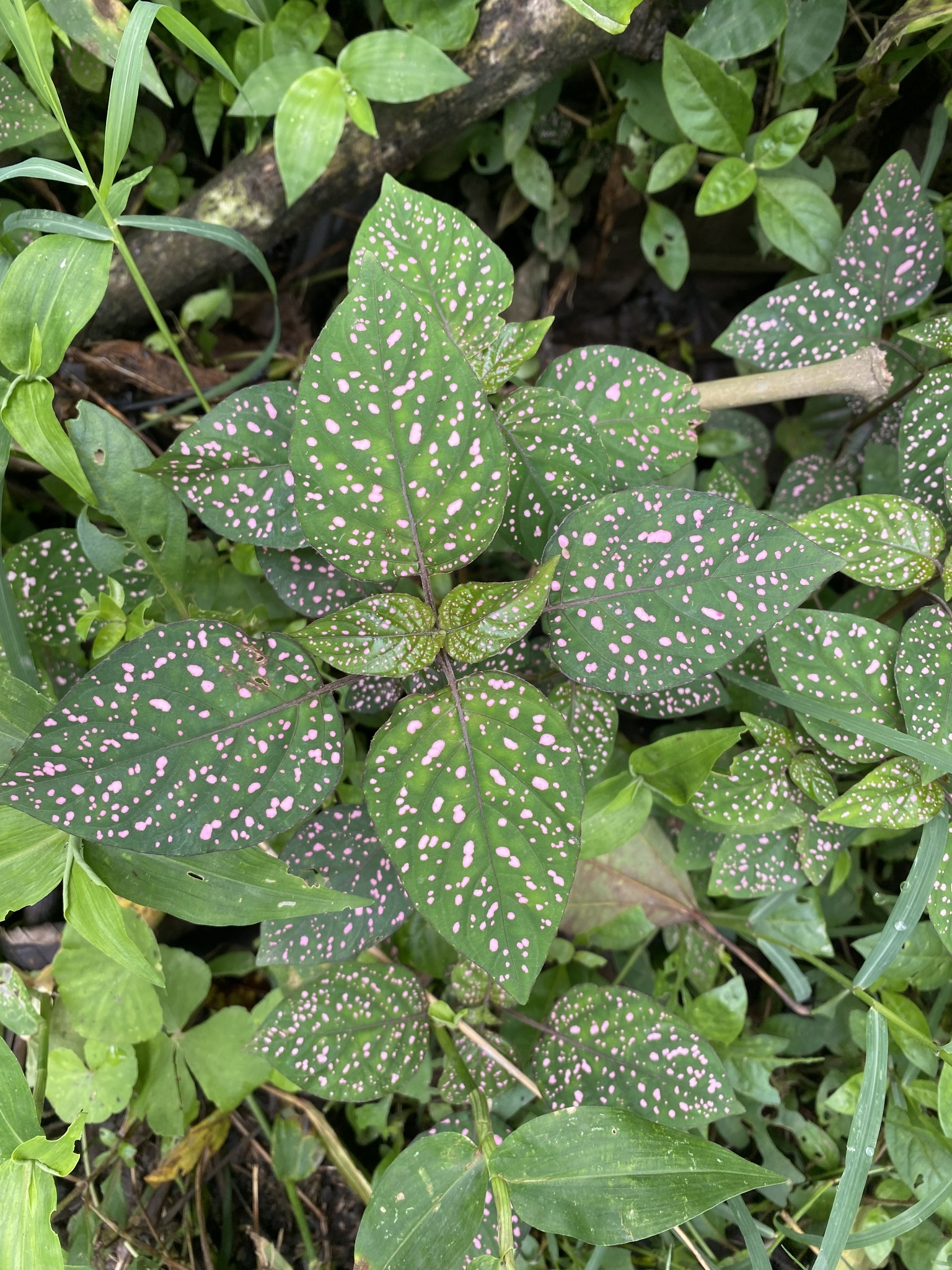 Polka Dot Plant