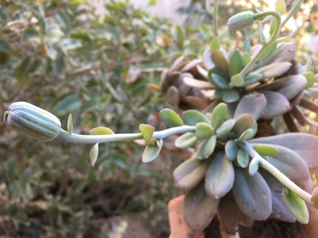 Scarlet Kleinia