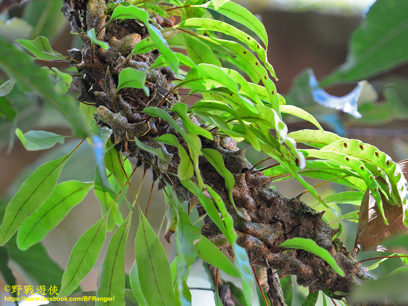 Ant Fern