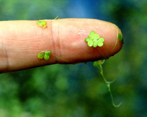 Duckweed