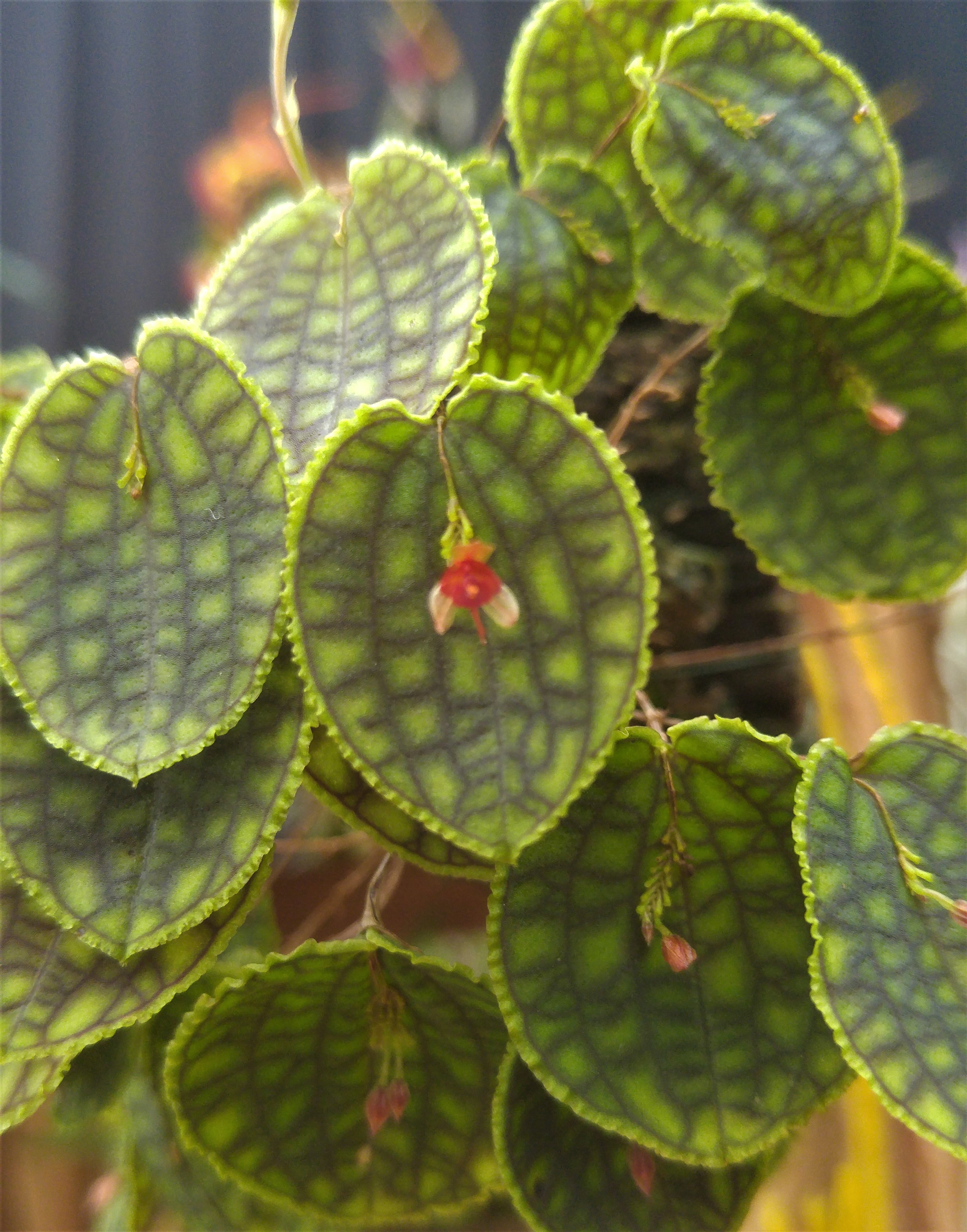 Lepanthes